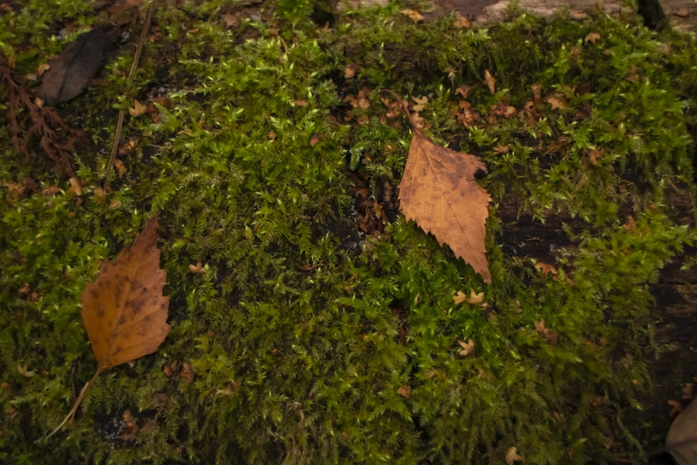 a leaf on the ground