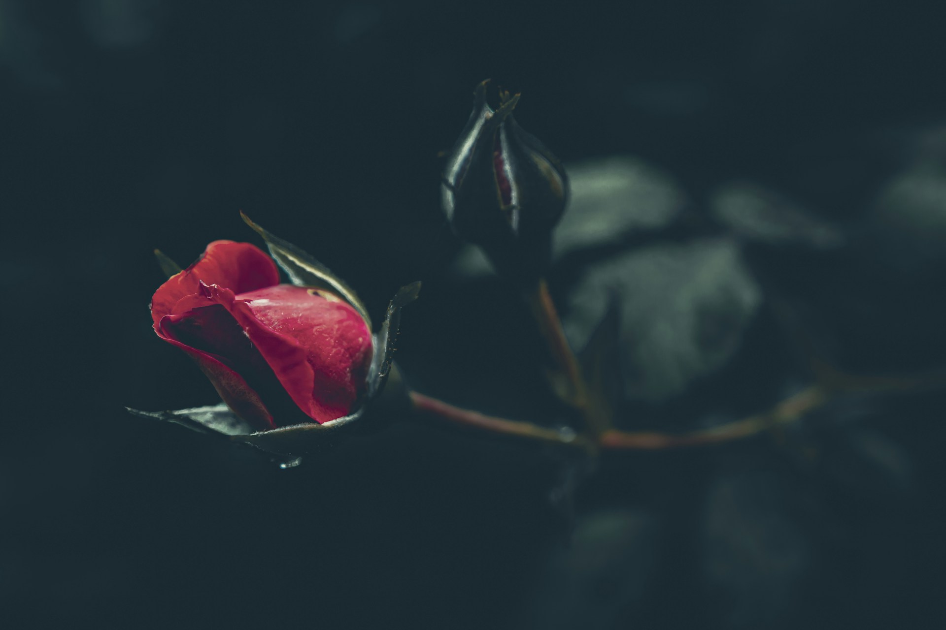 a rose on a branch