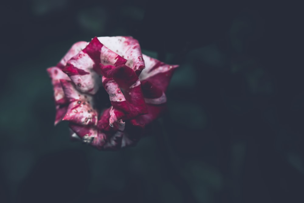 a pink rose with a black background