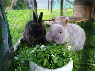 two rabbits in a cage
