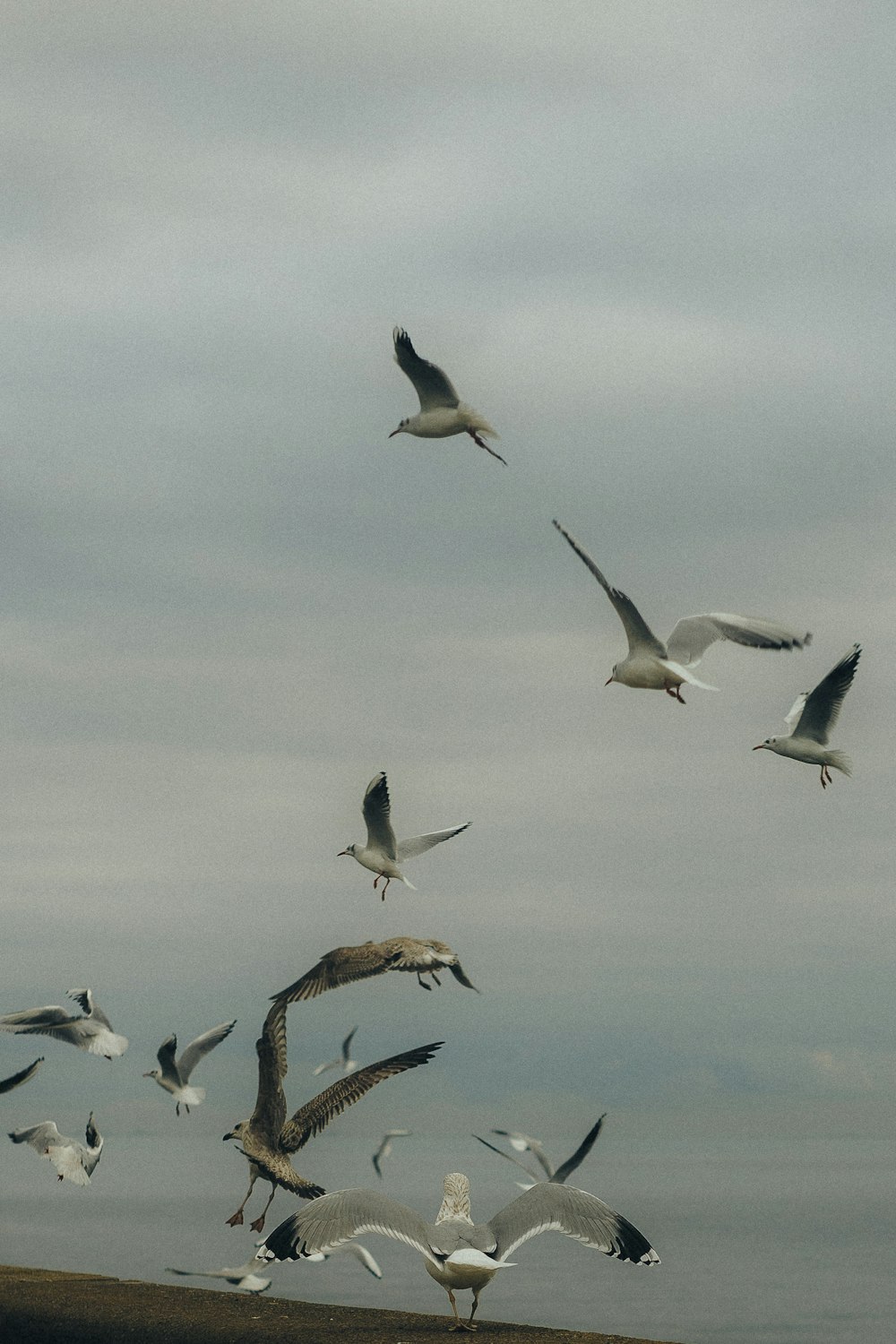 a flock of birds flying over water