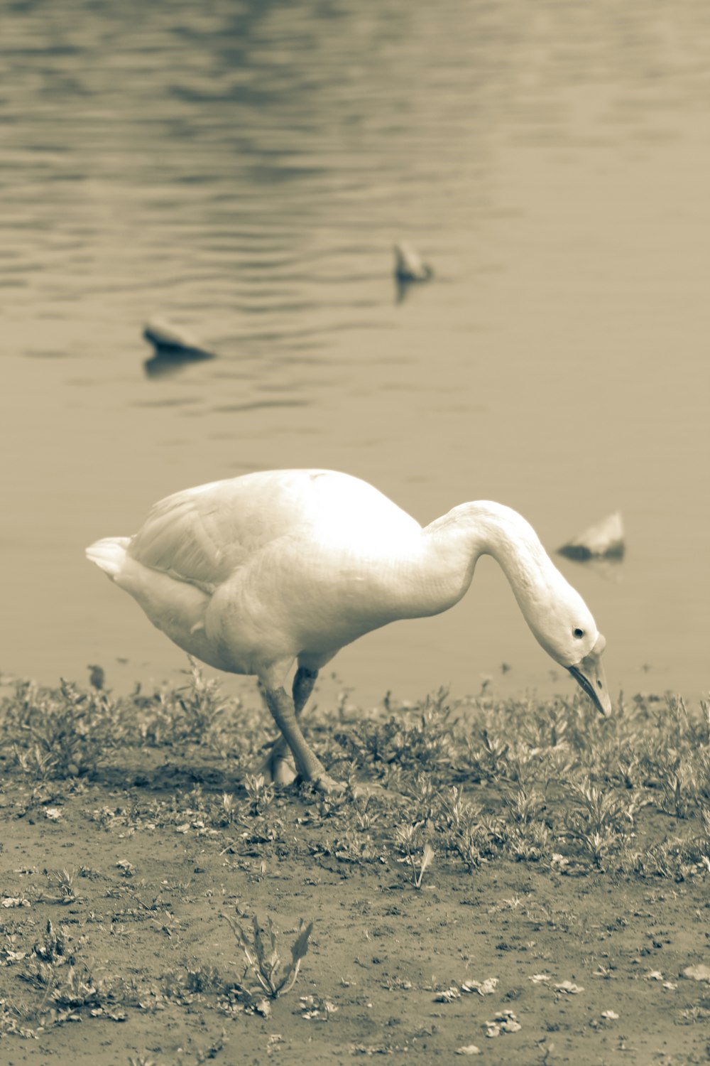 a white bird walking on the shore