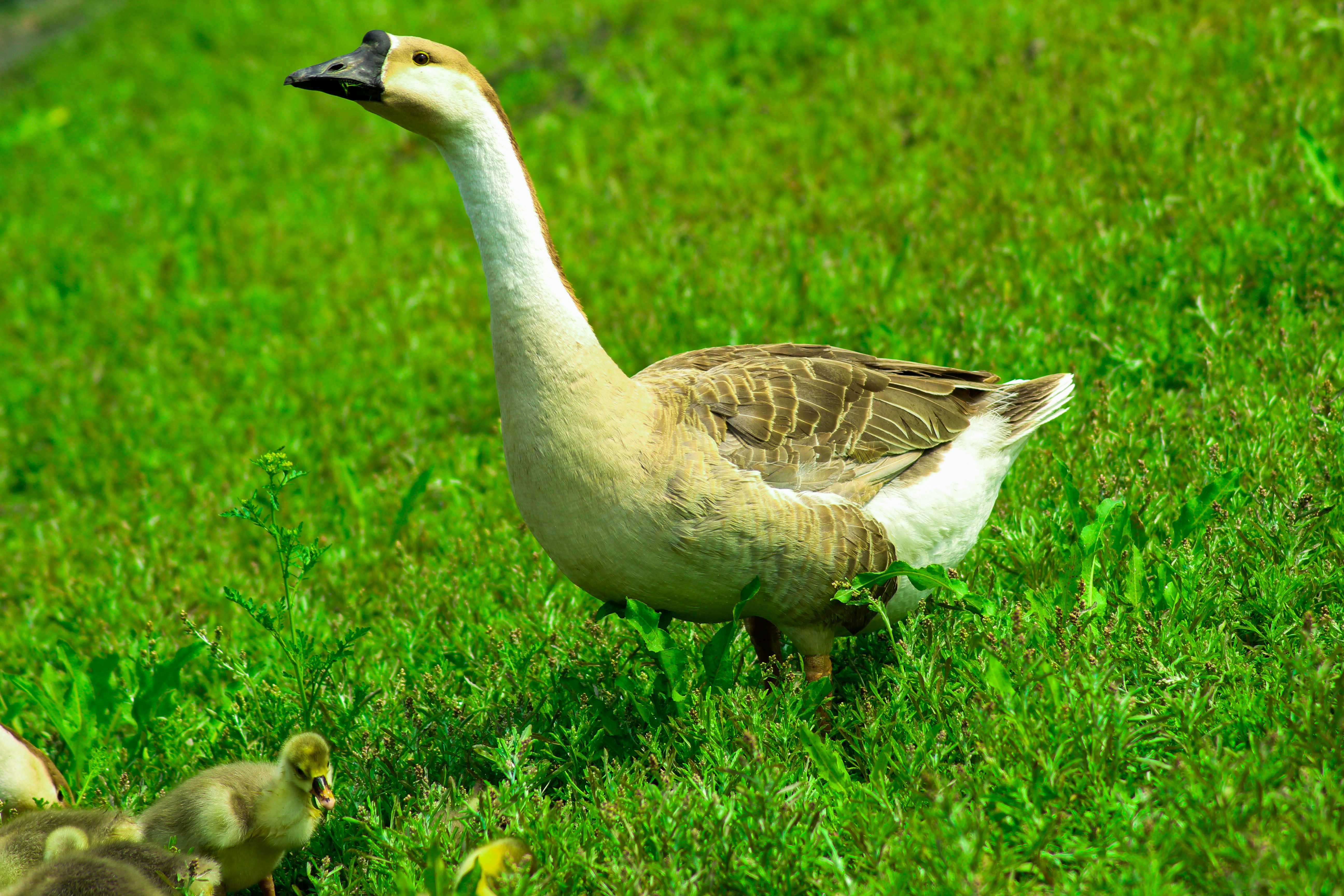 Photo by sujatmahmud01