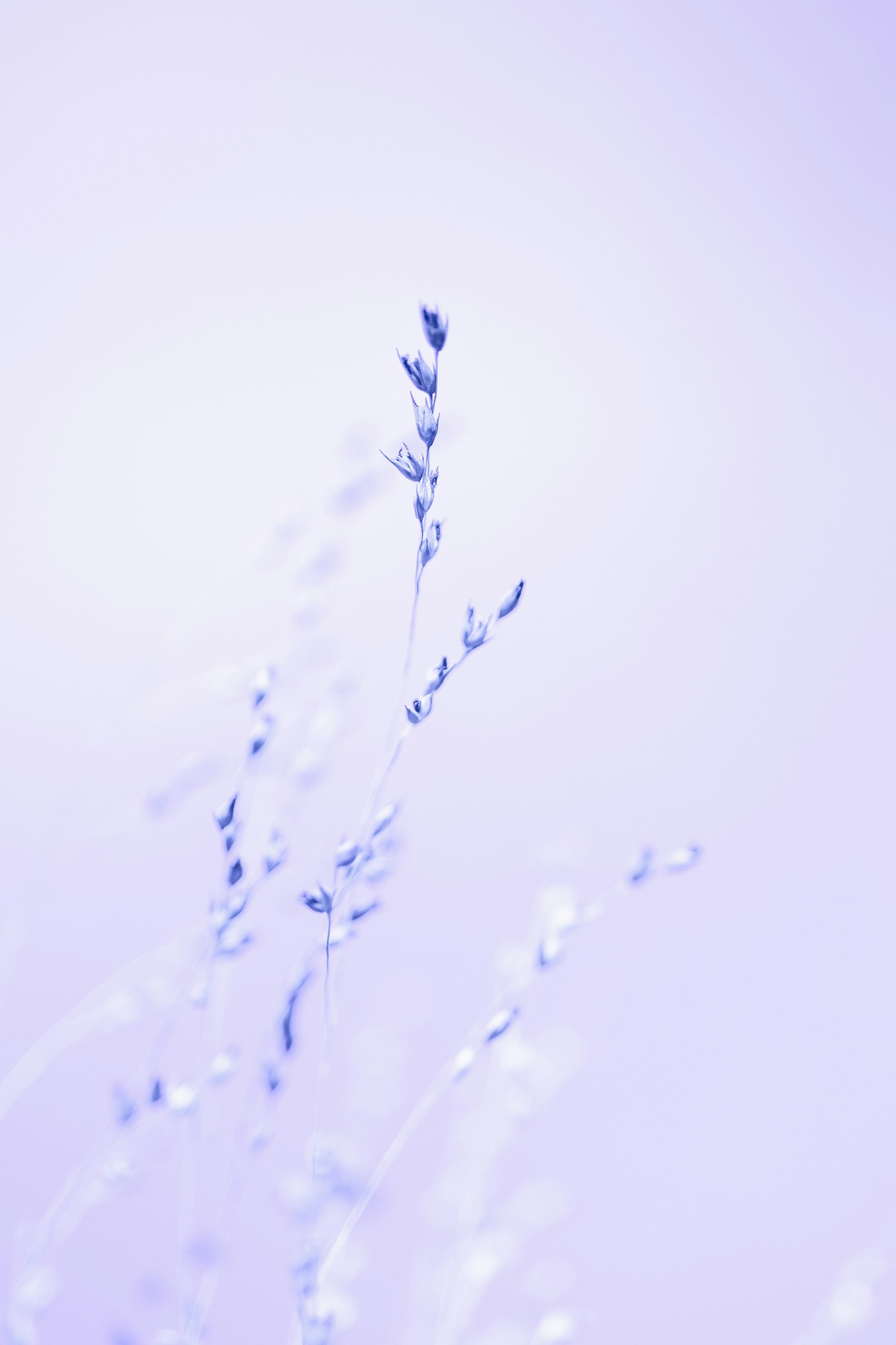 a group of blue smoke trails