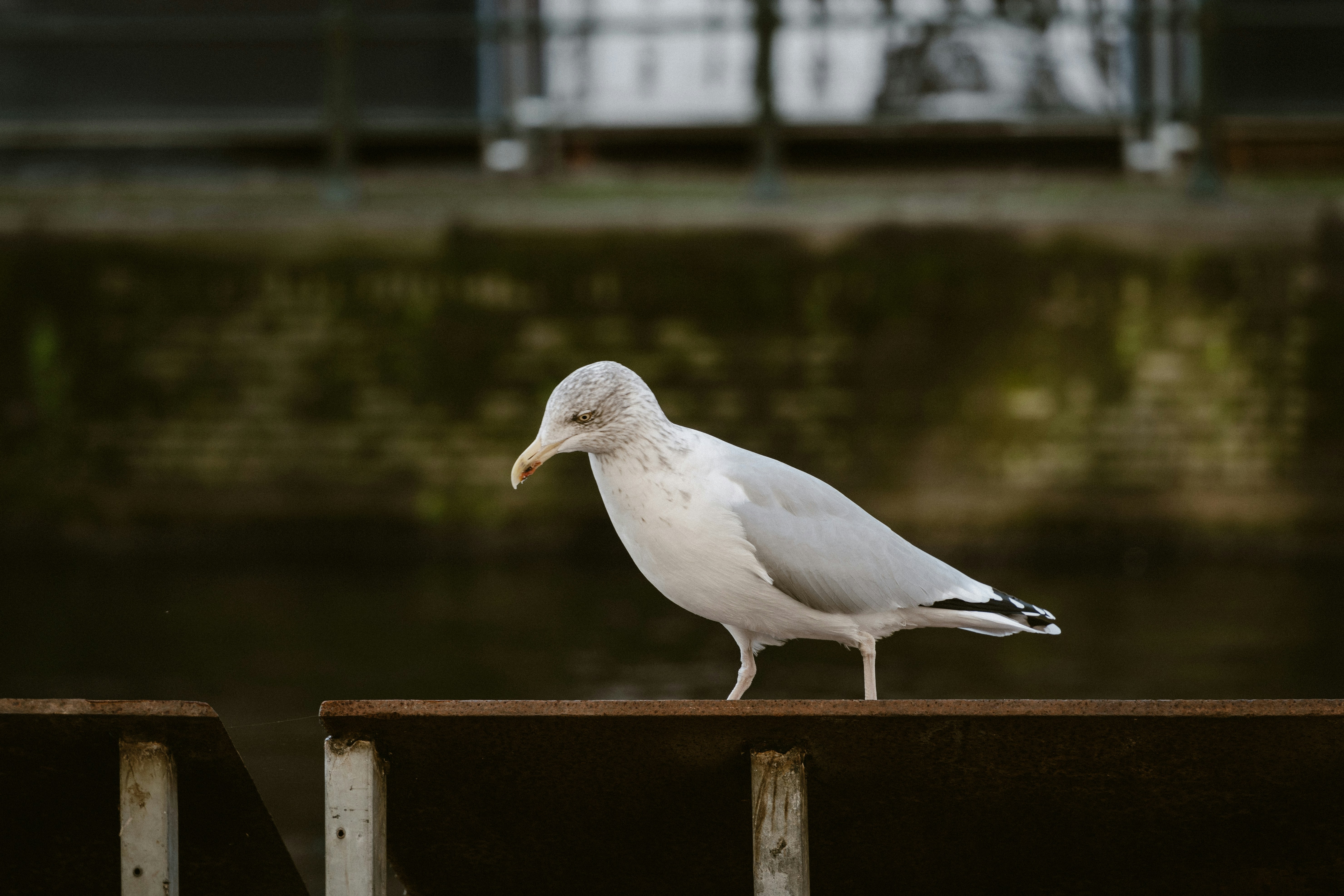 Photo by __evanyang__