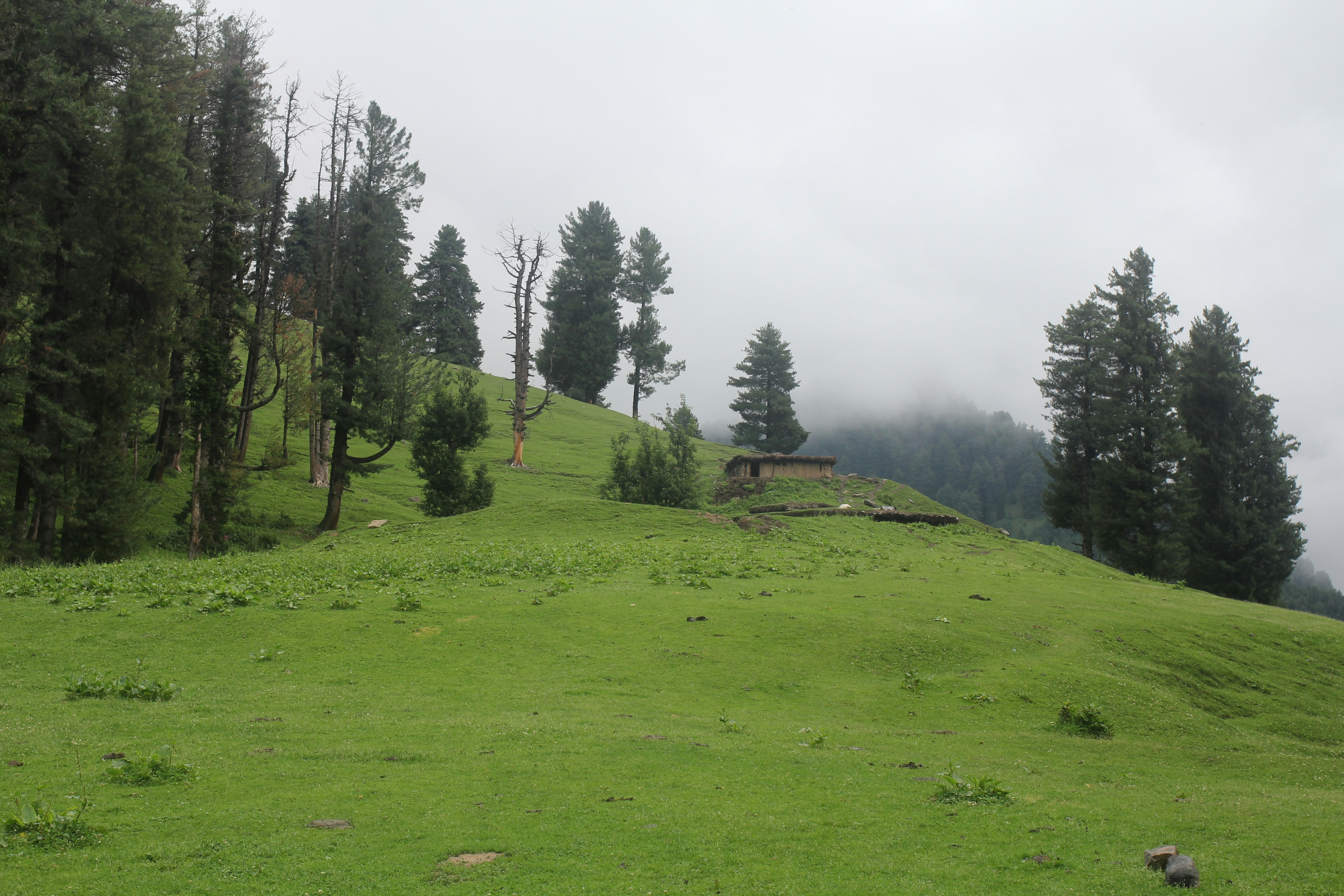a grassy hill with trees on it