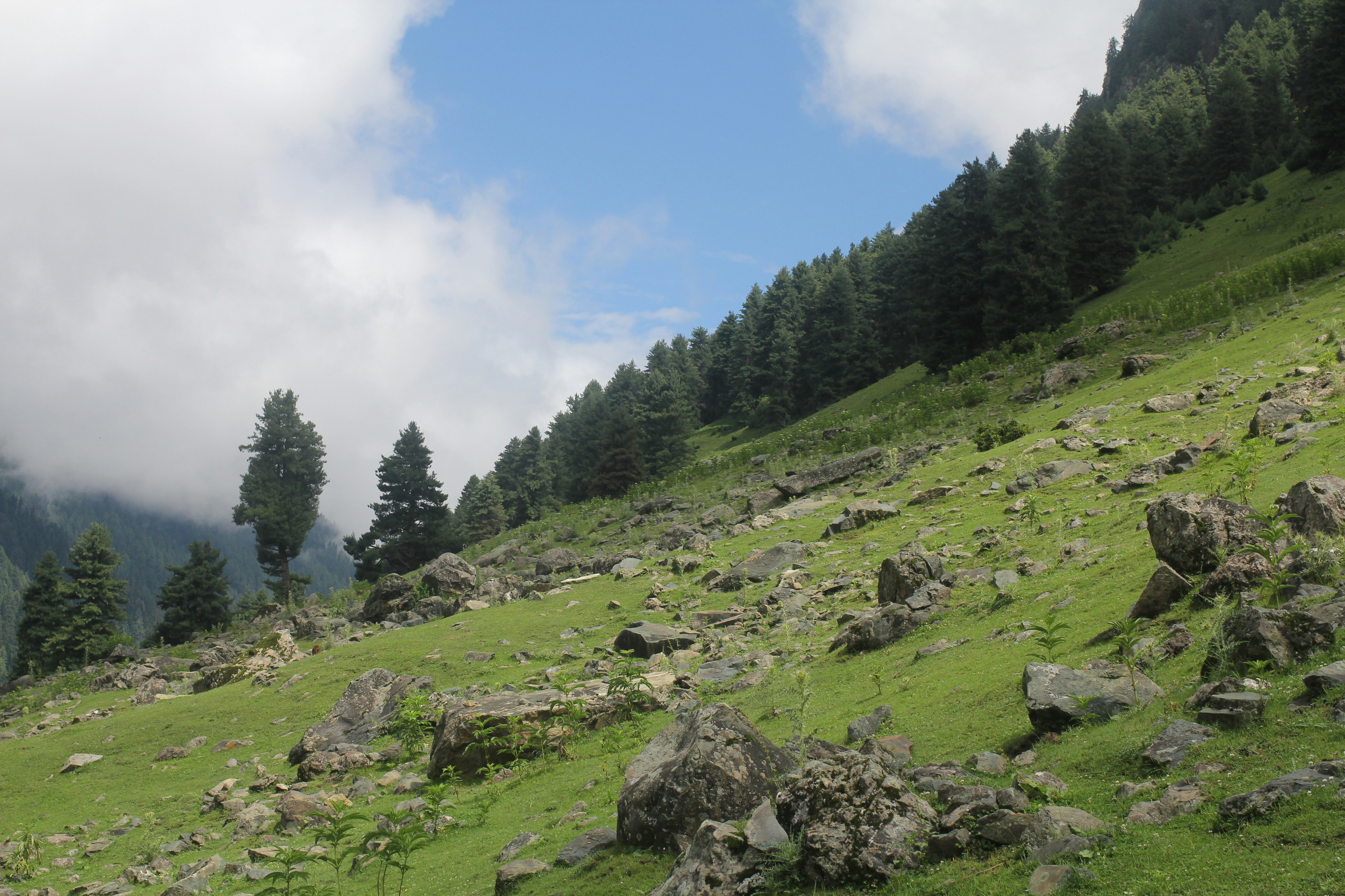 a grassy hill with trees on it