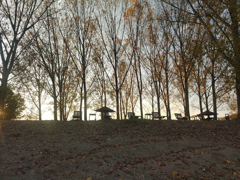 a path with trees on the side