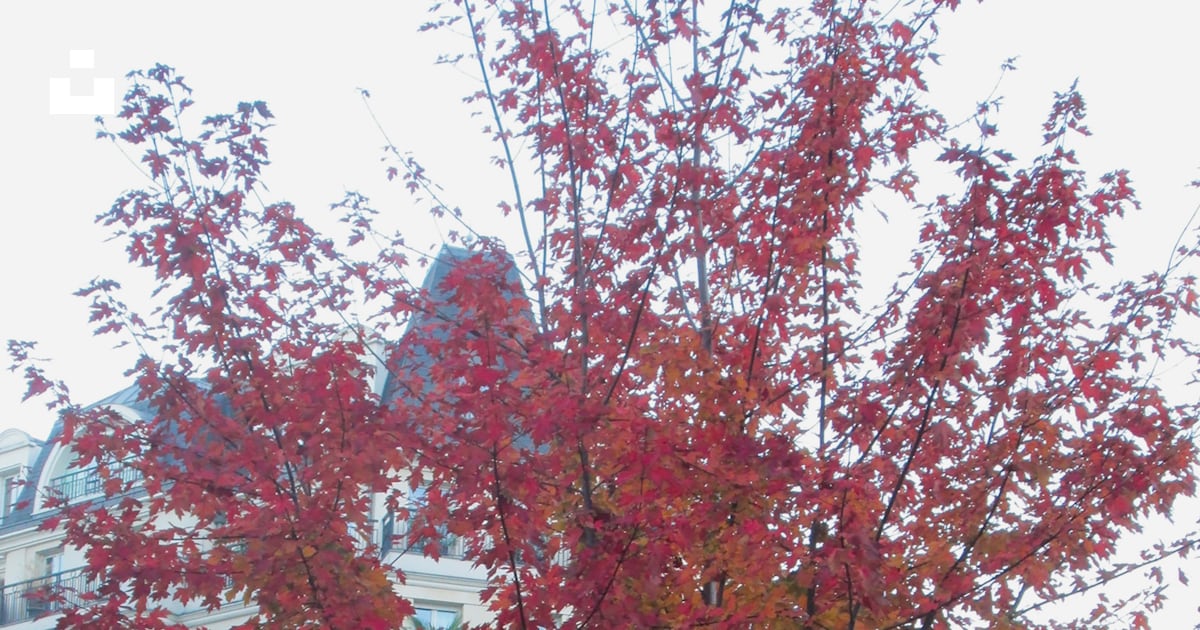 Un arbre aux feuilles rouges photo – Photo gratuite sur Unsplash