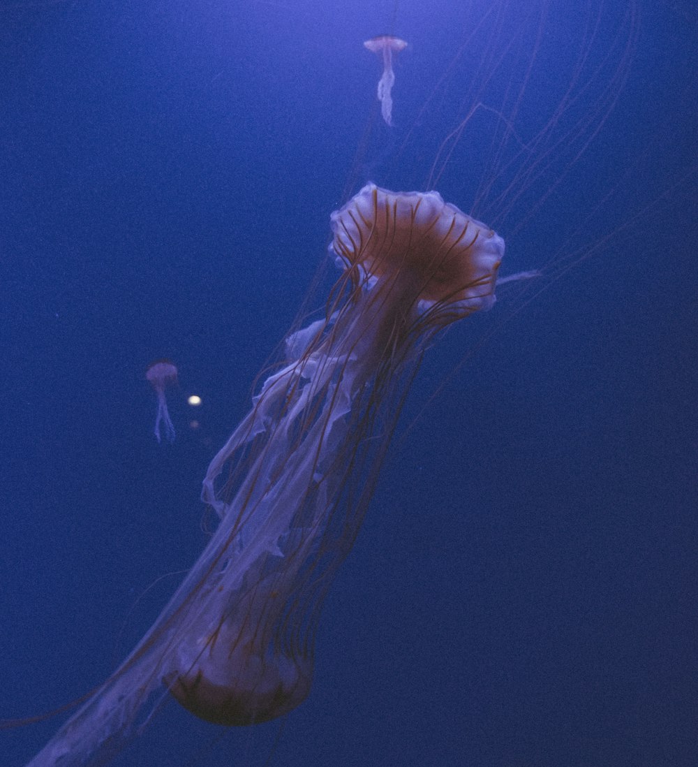 a group of jellyfish in the water