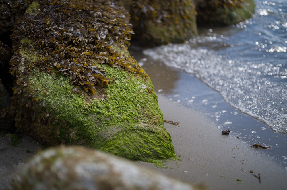 a rock on the beach