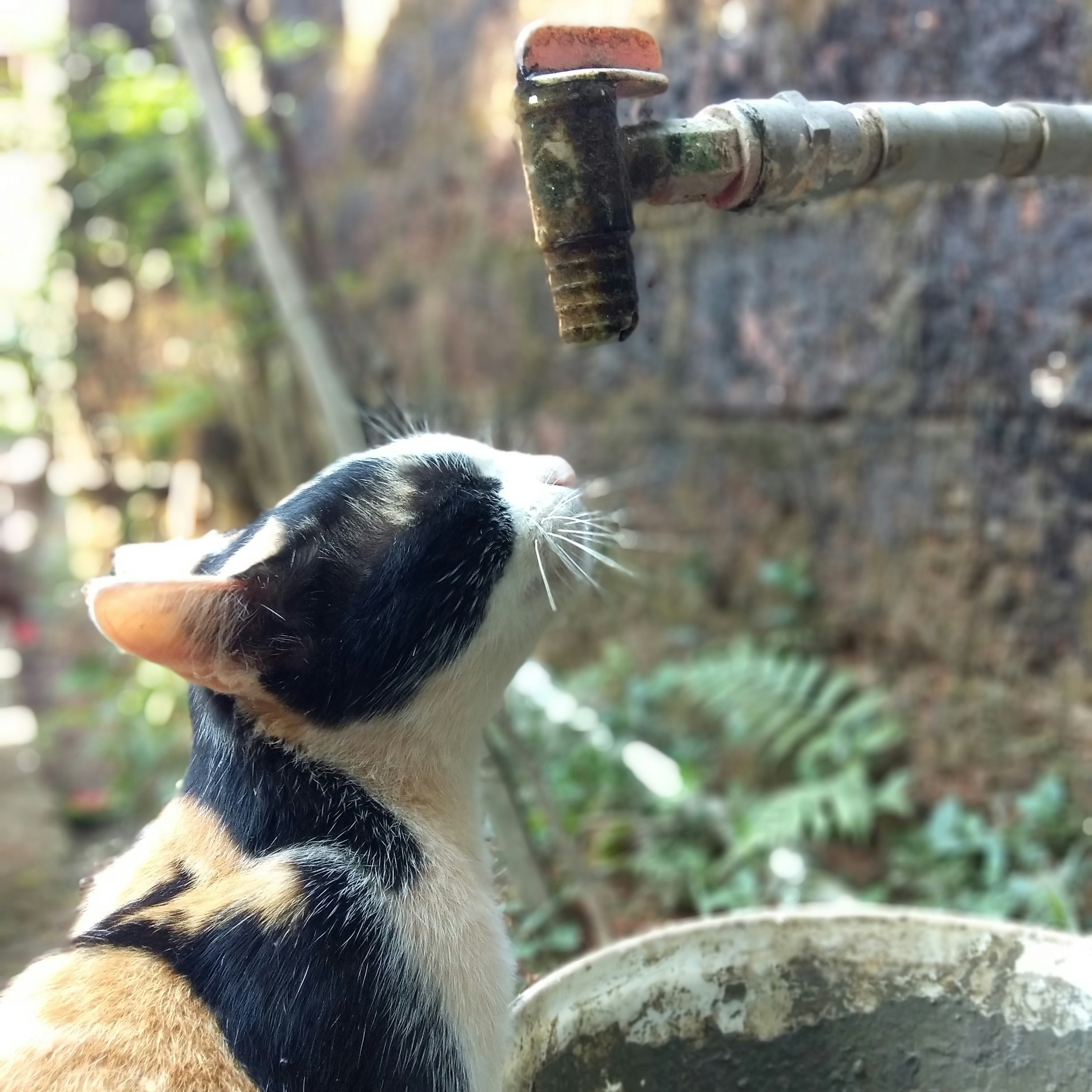 a cat looking at a bird feeder
