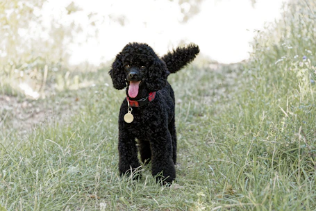 a dog standing in a grassy area