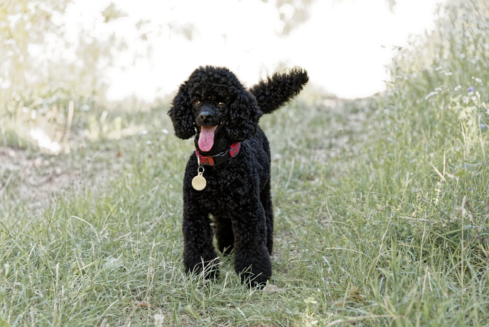 a dog standing in a grassy area