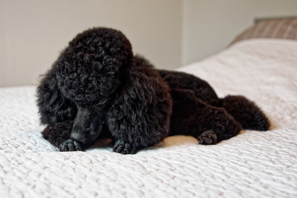 a black dog lying on a white surface