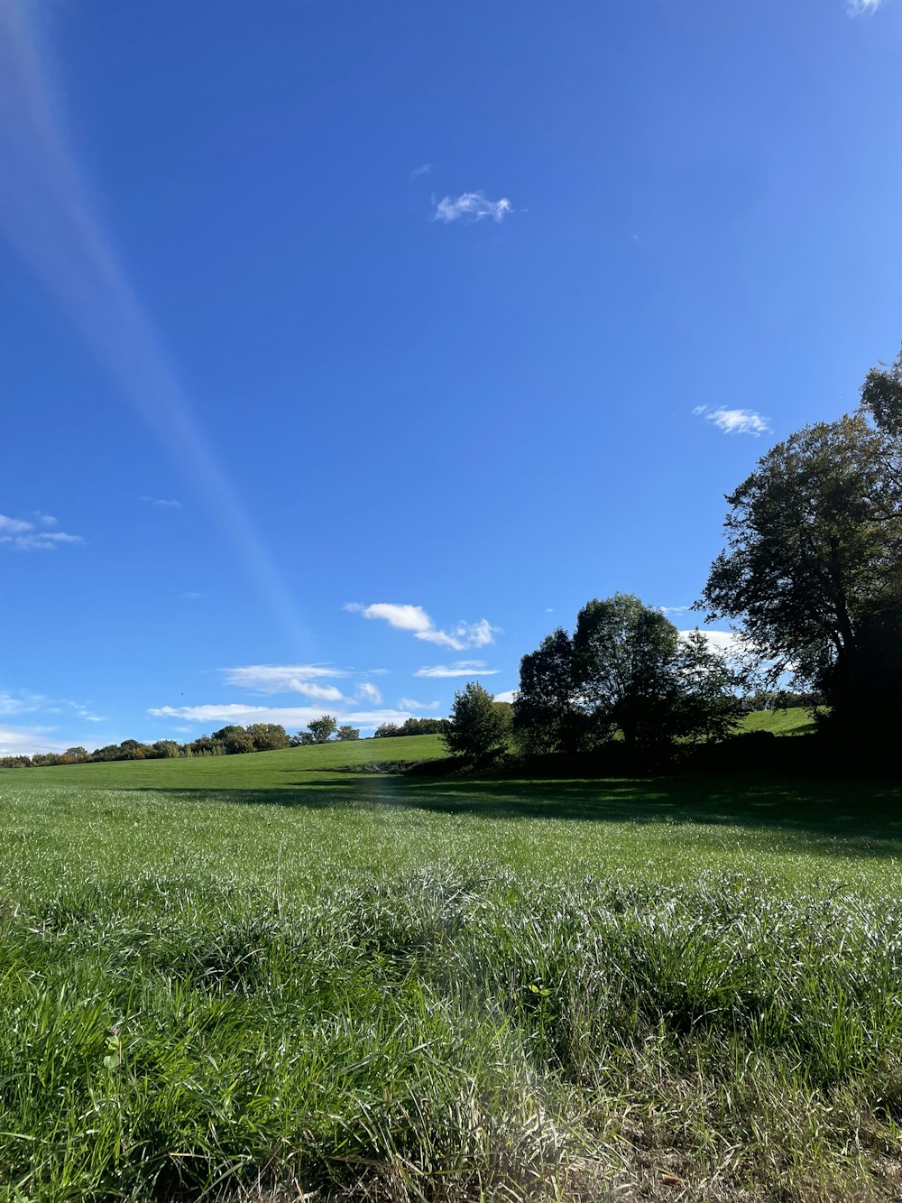 a grassy field with trees in the background