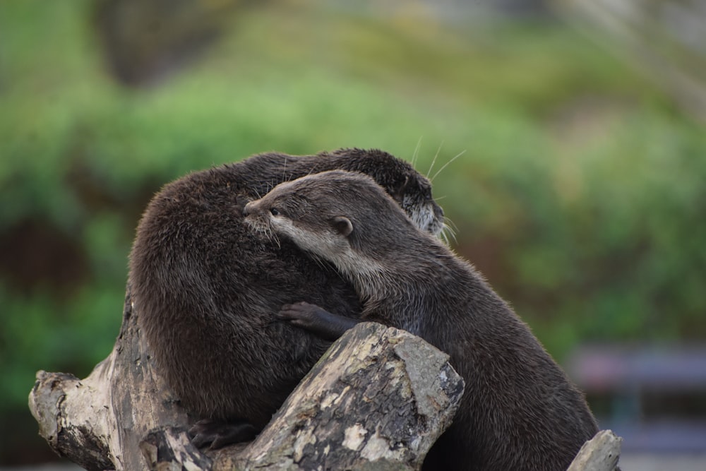 an otter on a log