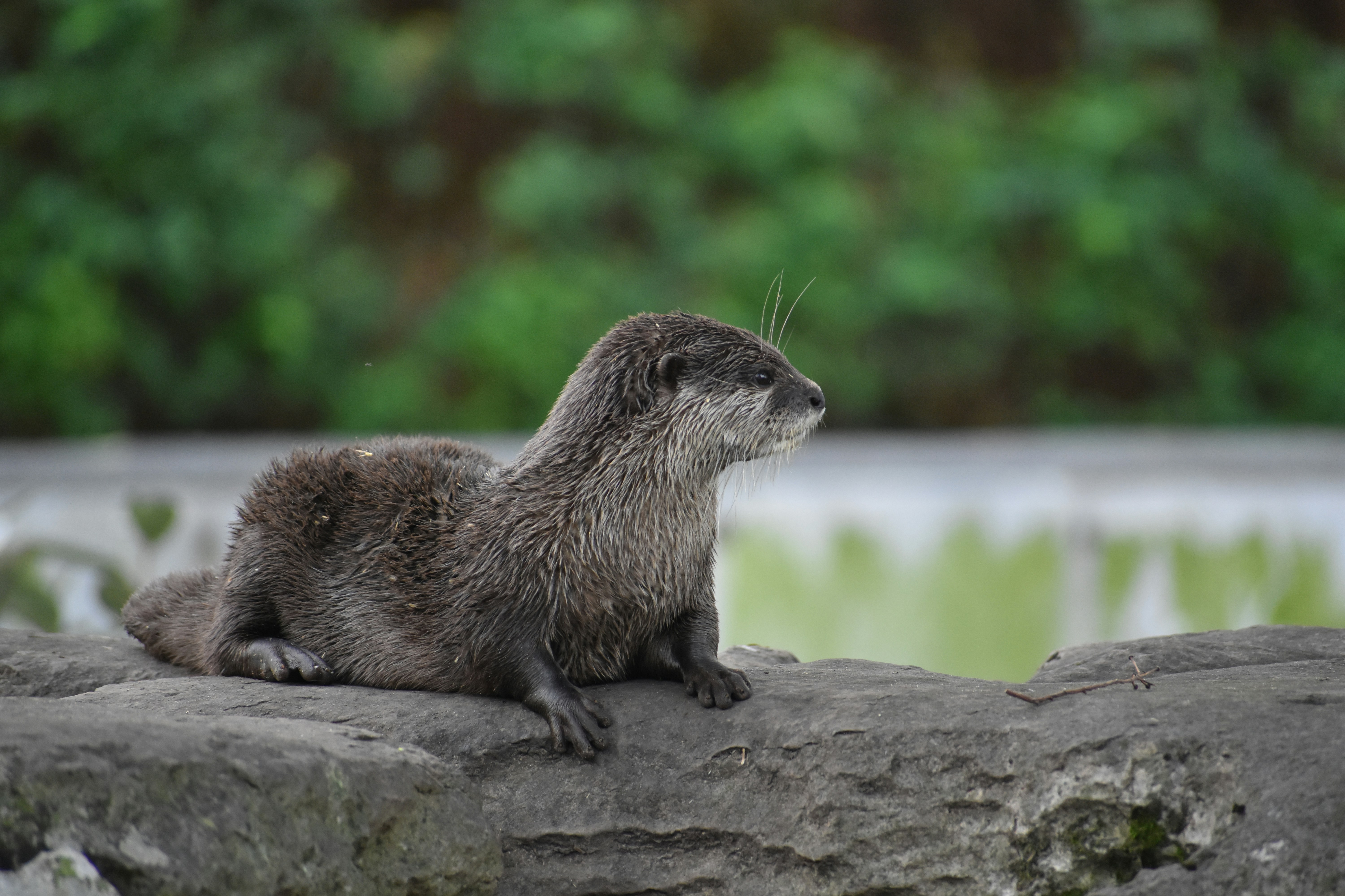 a small animal on a rock