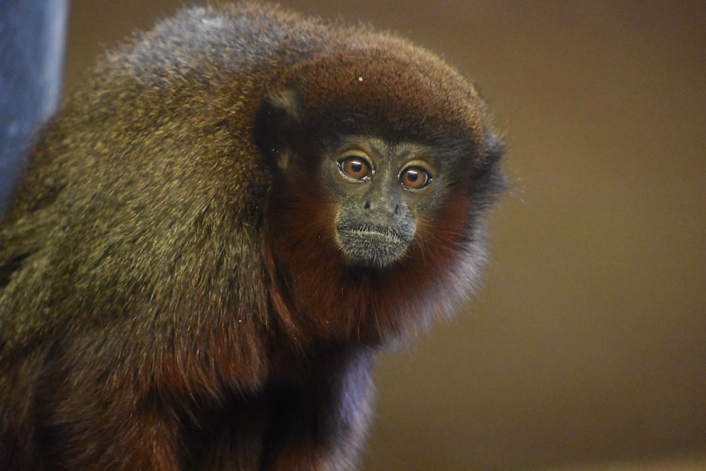 a close up of a monkey