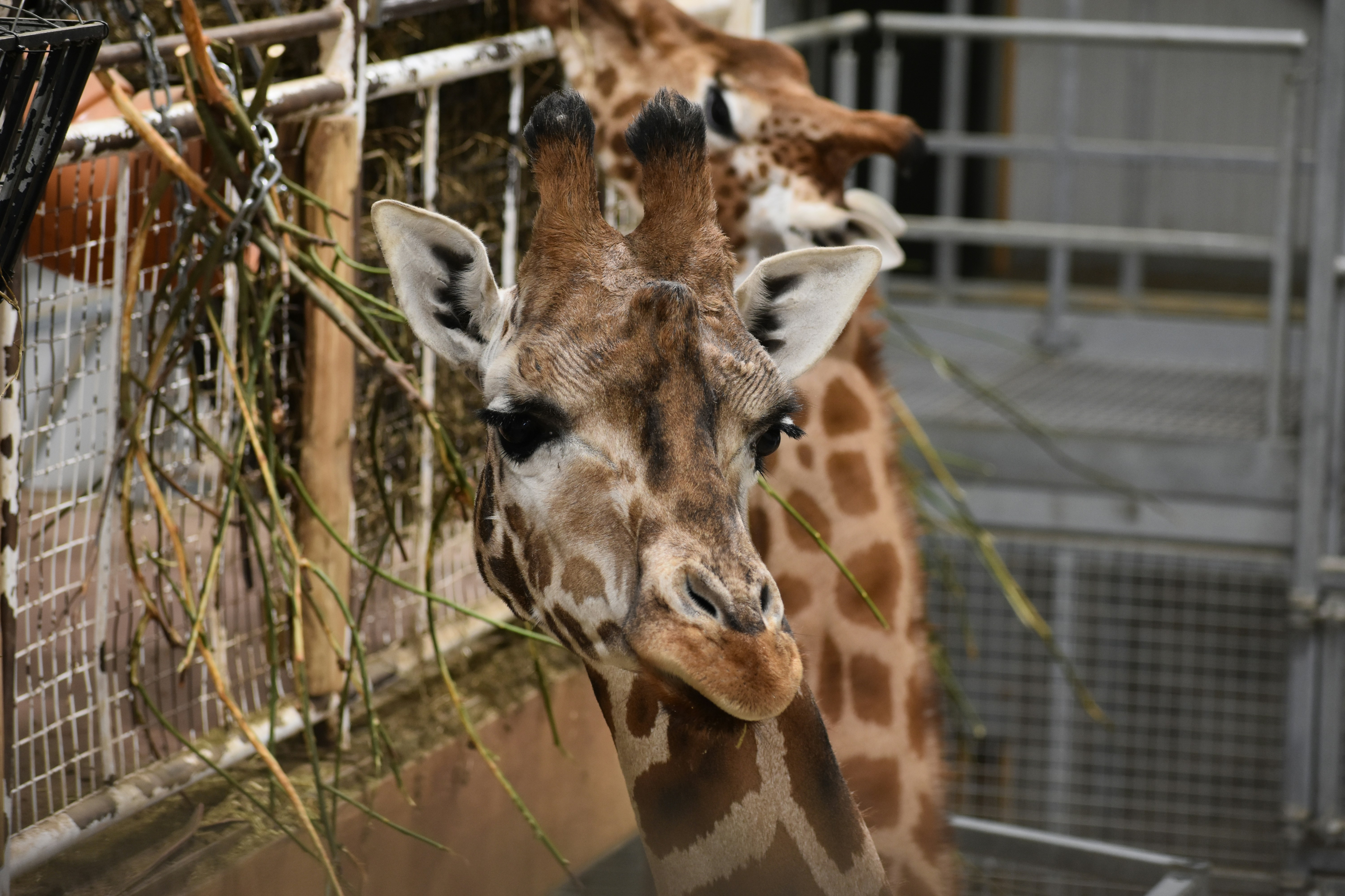 Giraffes eating from a tree photo Free Blackpool zoo Image on Unsplash