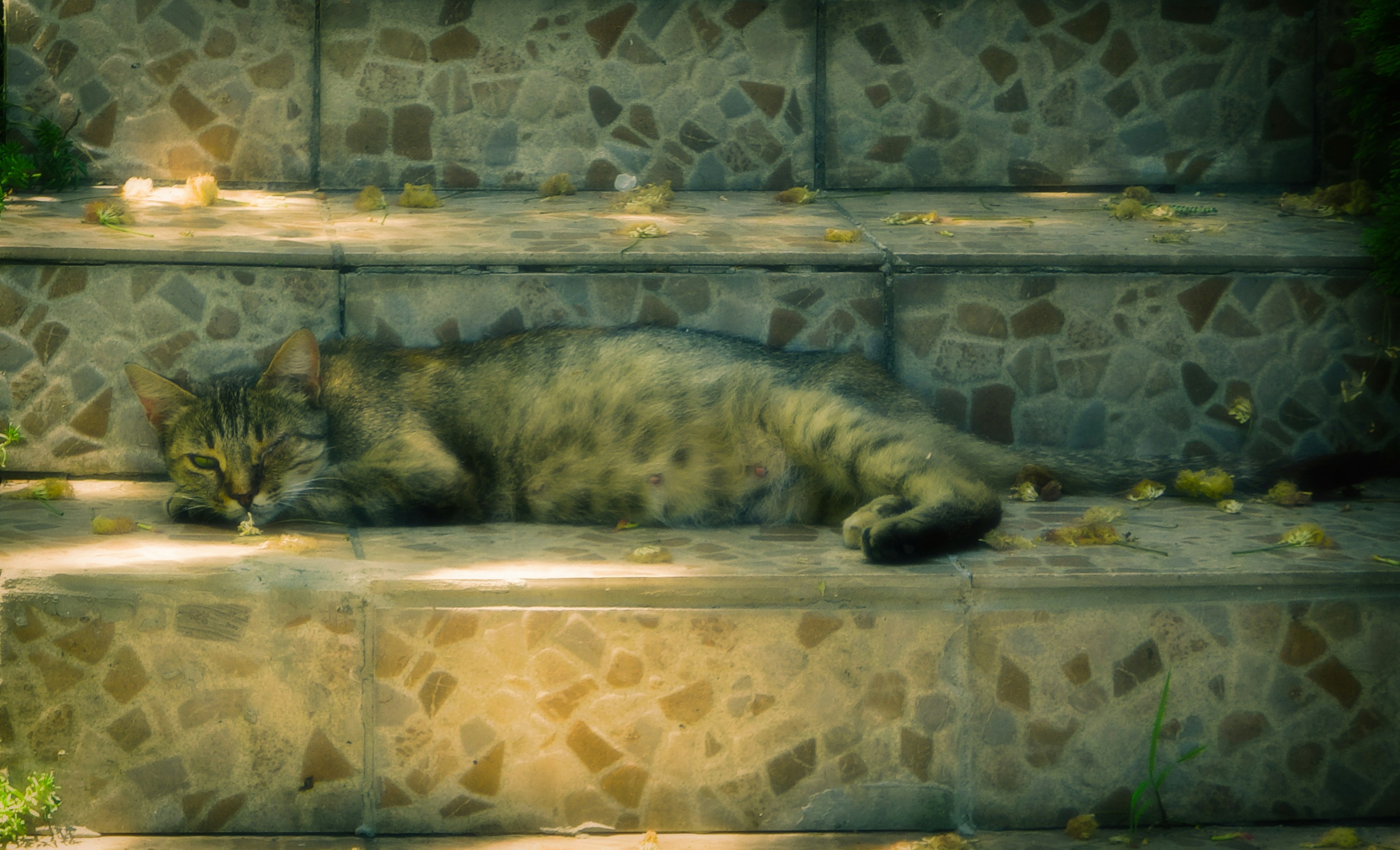 a cat lying on a ledge