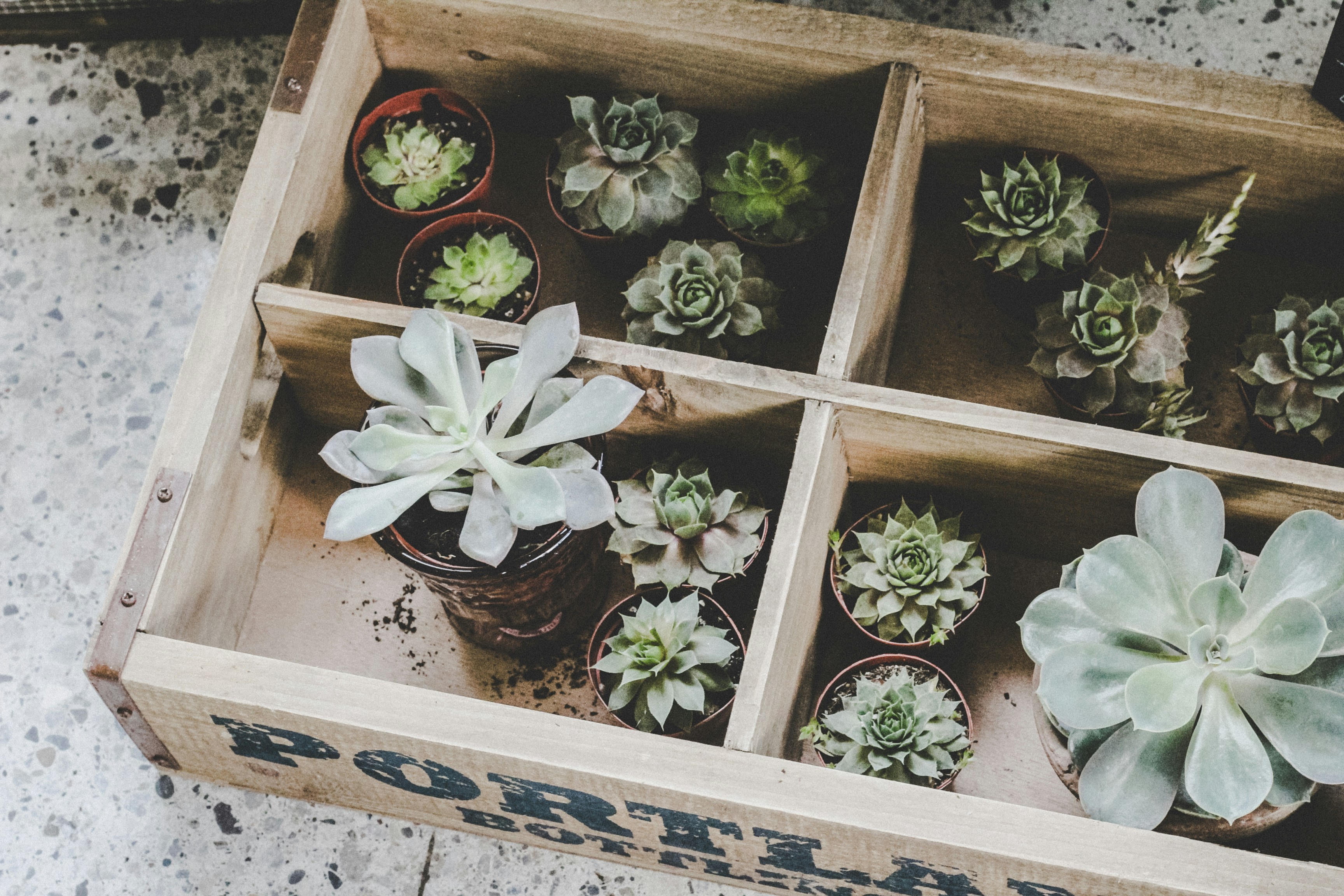 Petite spineless plants: Miniature succulents in a vibrant arrangement