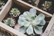 a group of plants in a pot