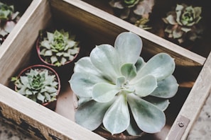 a group of plants in a pot