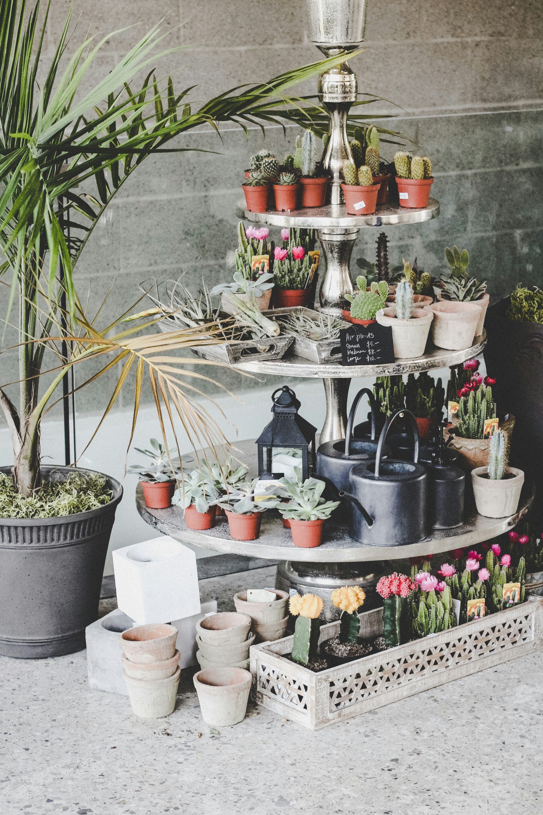 a group of potted plants