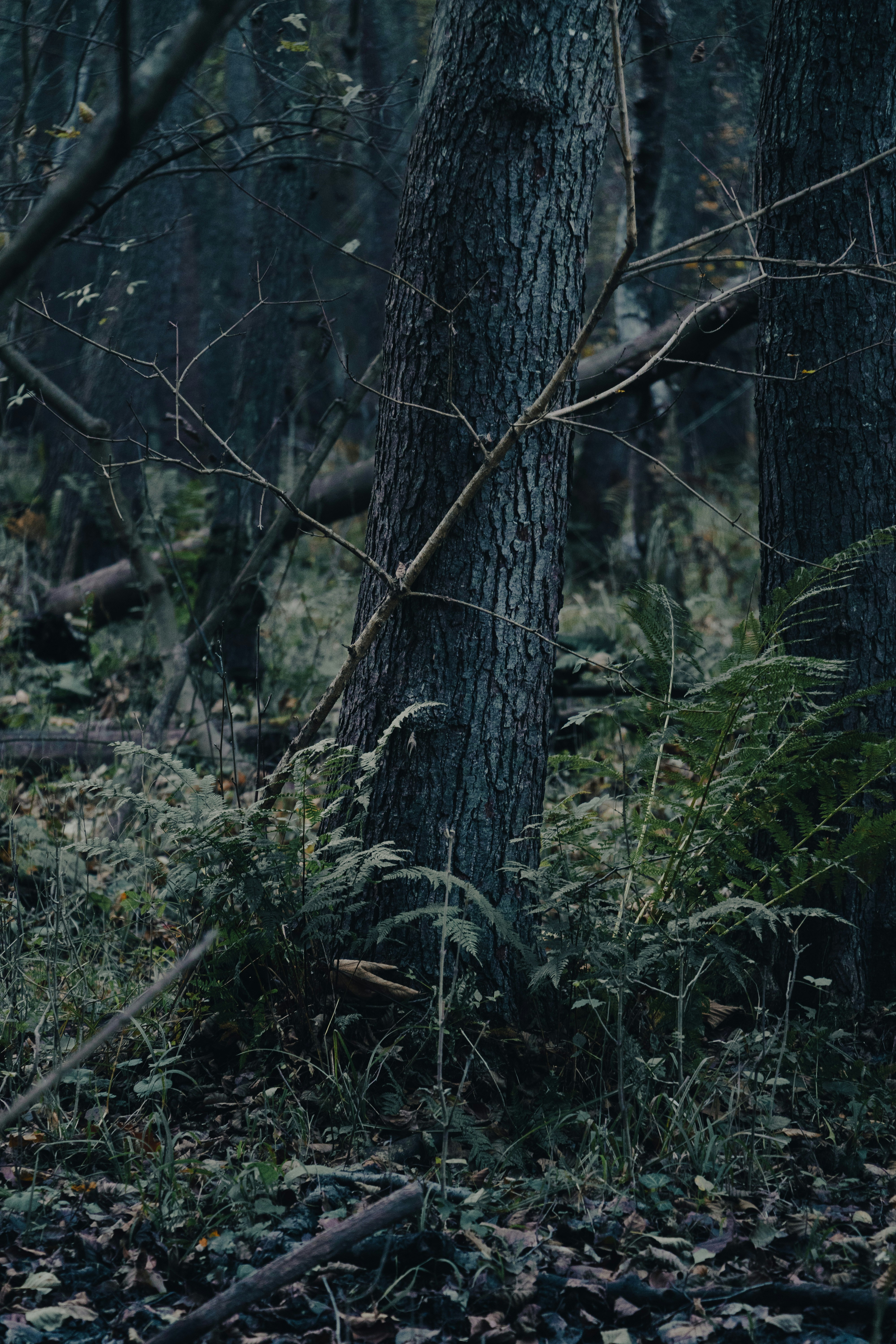 a tree trunk in the woods