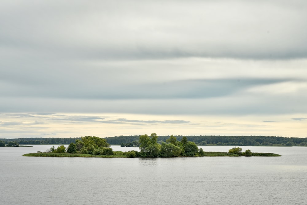 a group of trees in a body of water