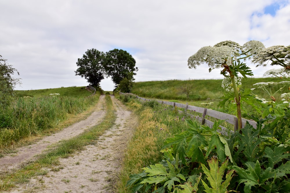 a dirt road with trees on either side of it