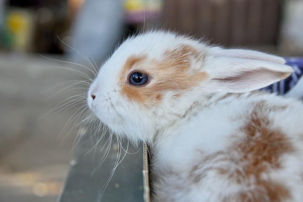 a brown and white bunny