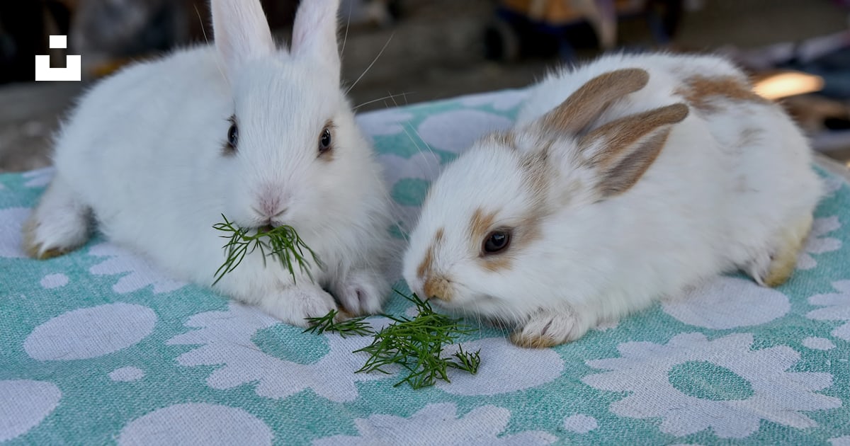 Two rabbits eating grass photo – Free Rat Image on Unsplash