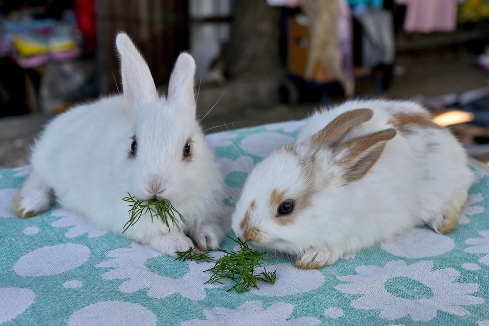 two rabbits eating grass