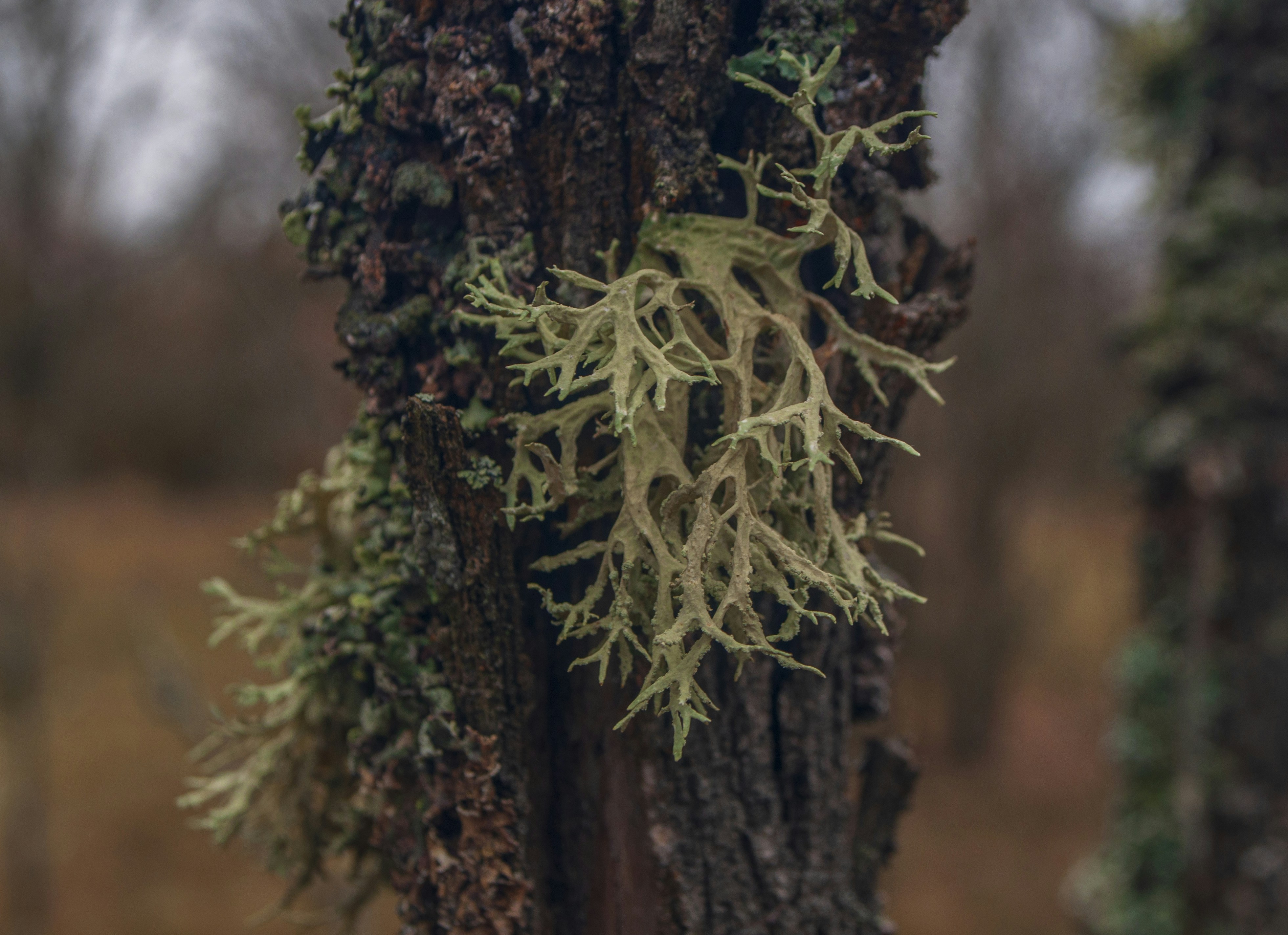 a close up of a tree