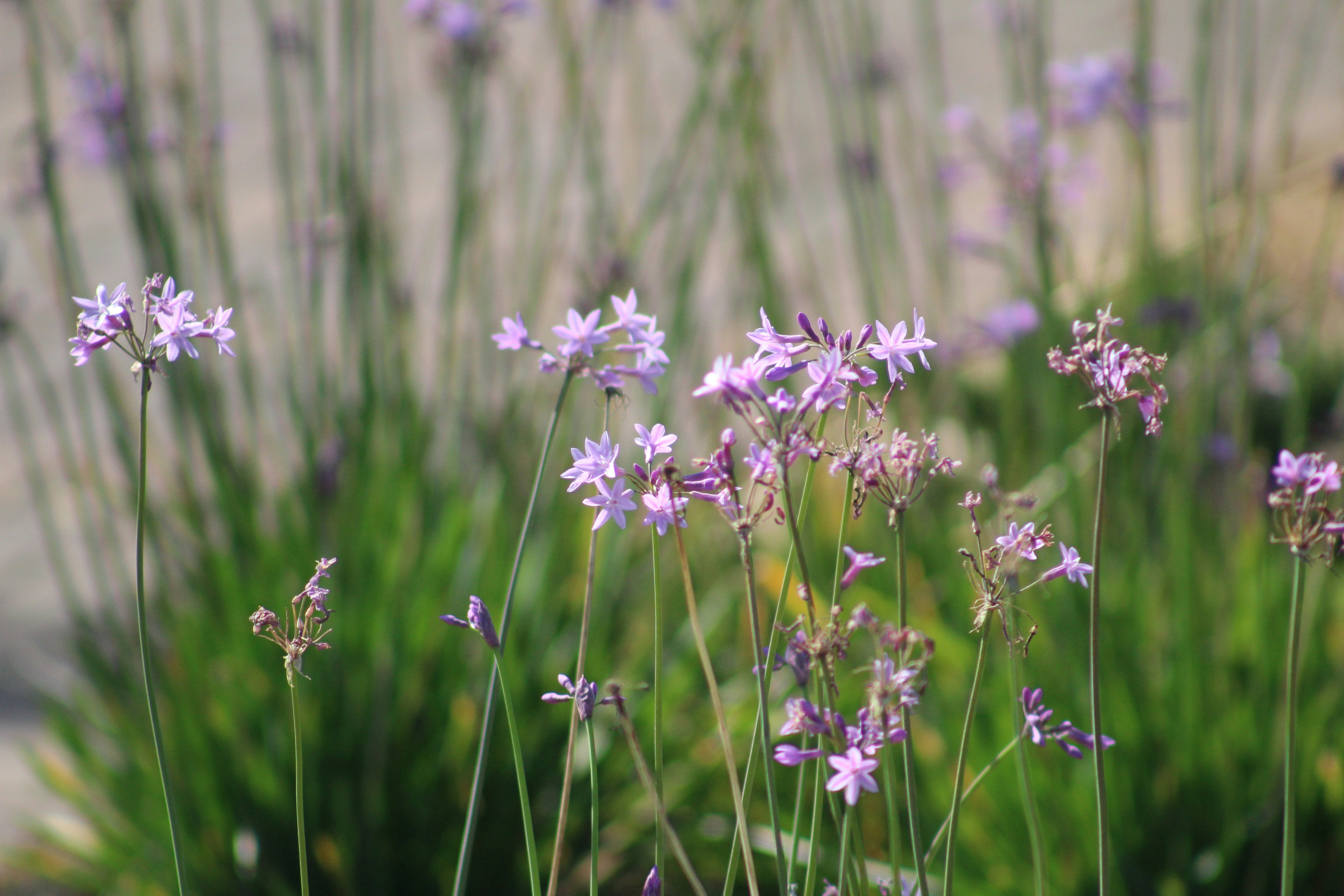 Photo by bluesoonart2