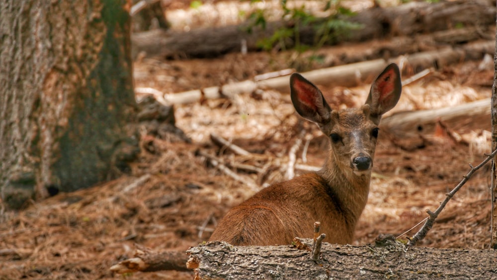 a deer lying on the ground