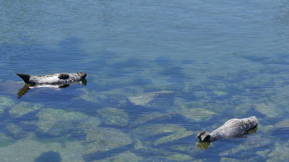 a group of animals swimming in water