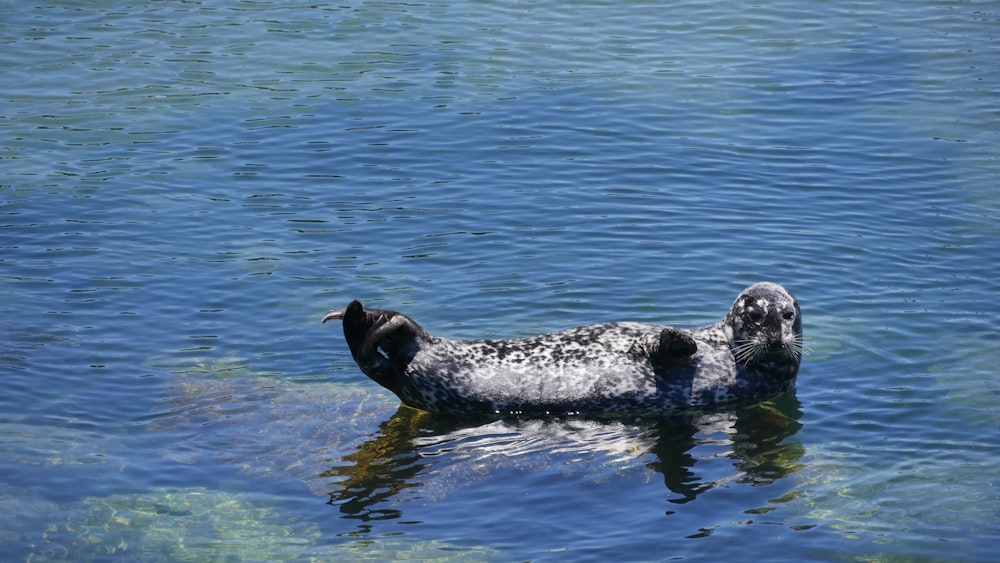 a seal and a seal swimming in the water