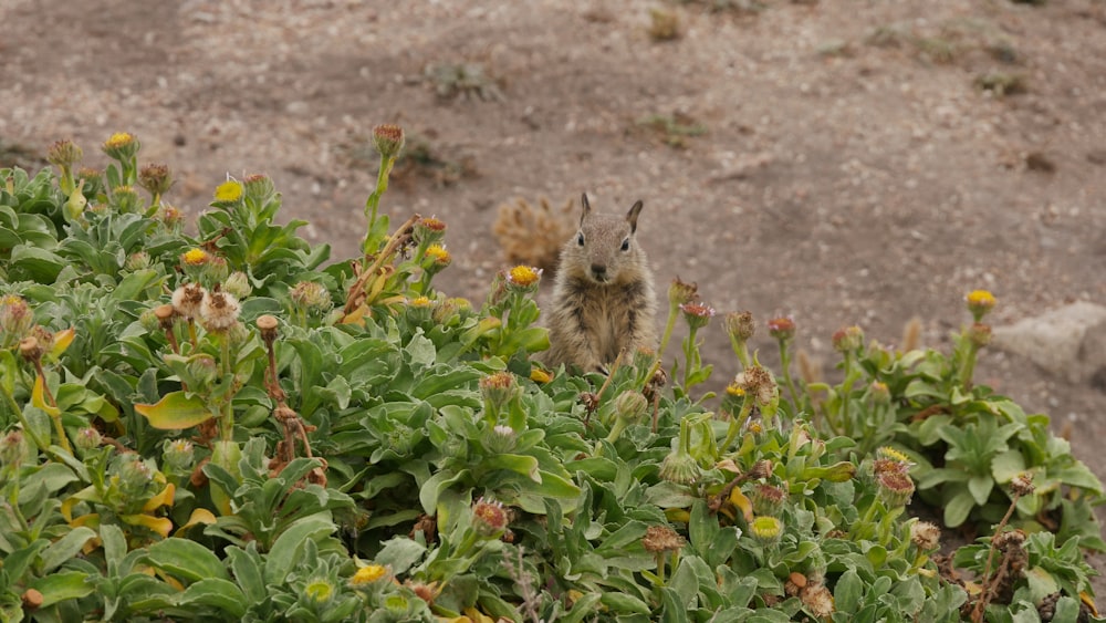 a squirrel in a field of flowers