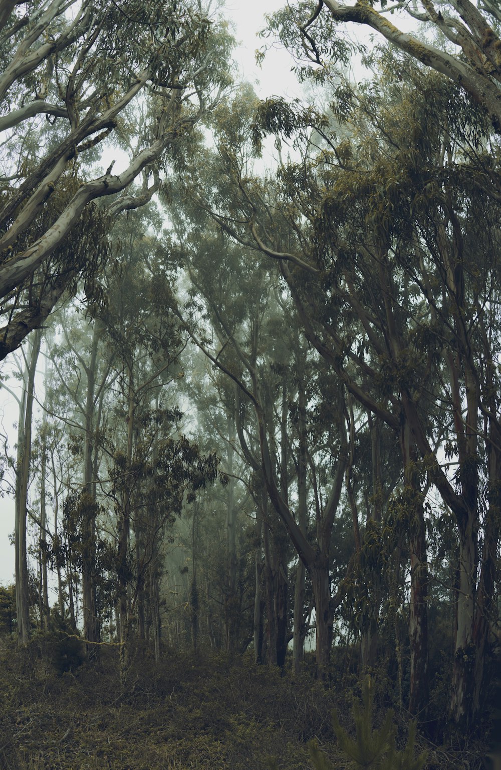 a forest of trees