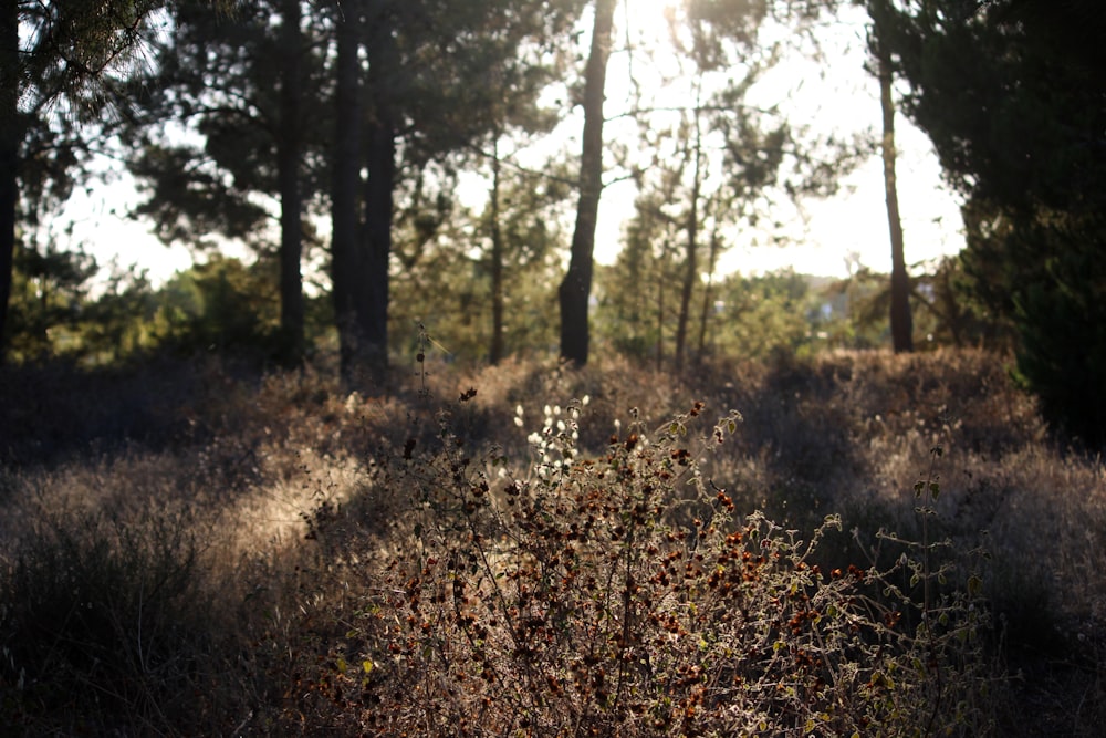 a forest with trees