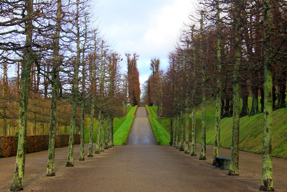 a path through a forest