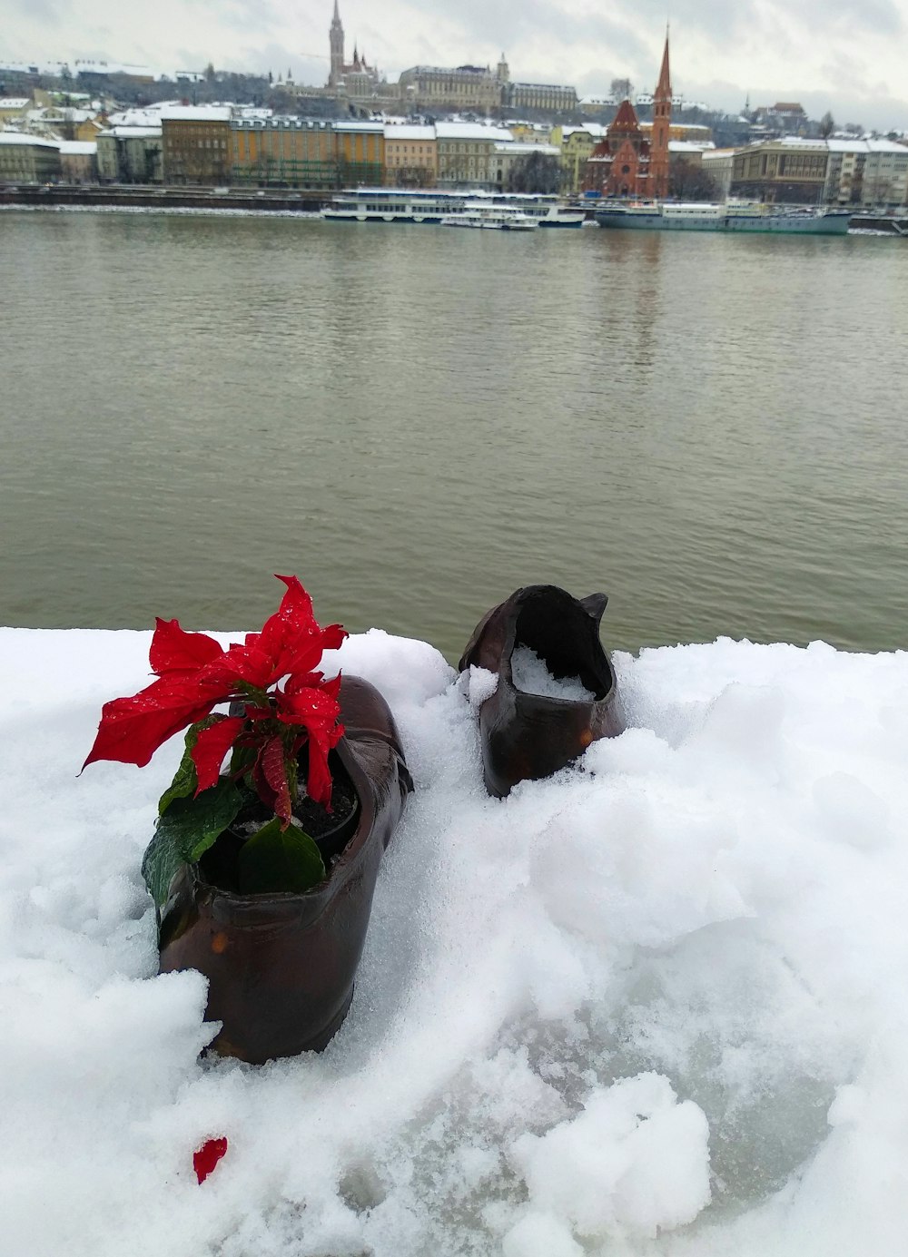 a dog in a pot of snow