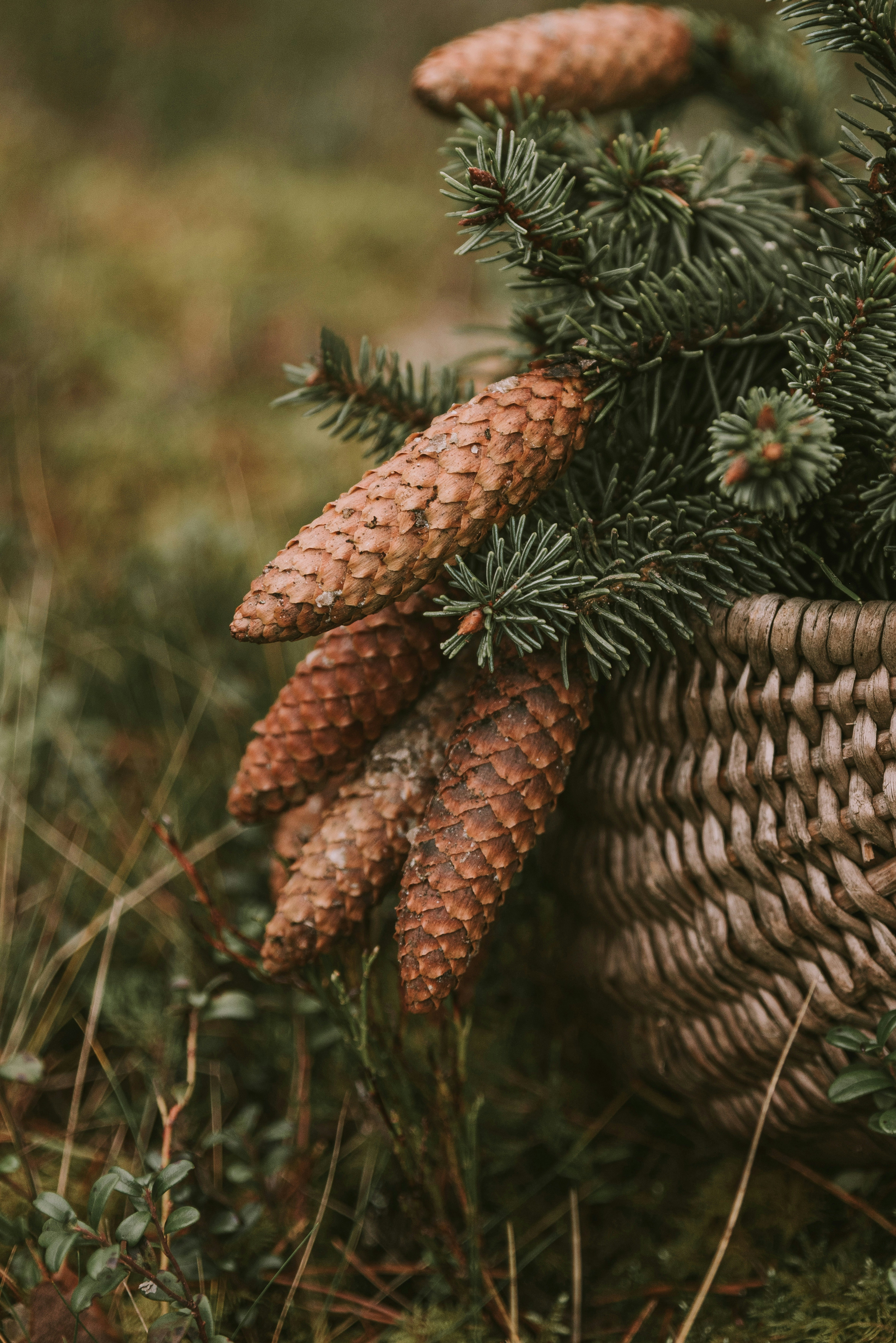 Photo by anitaaustvika