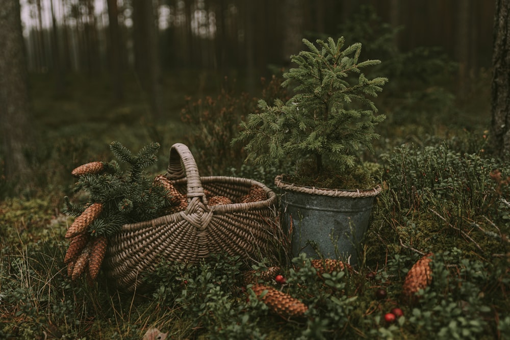 a potted plant in a forest