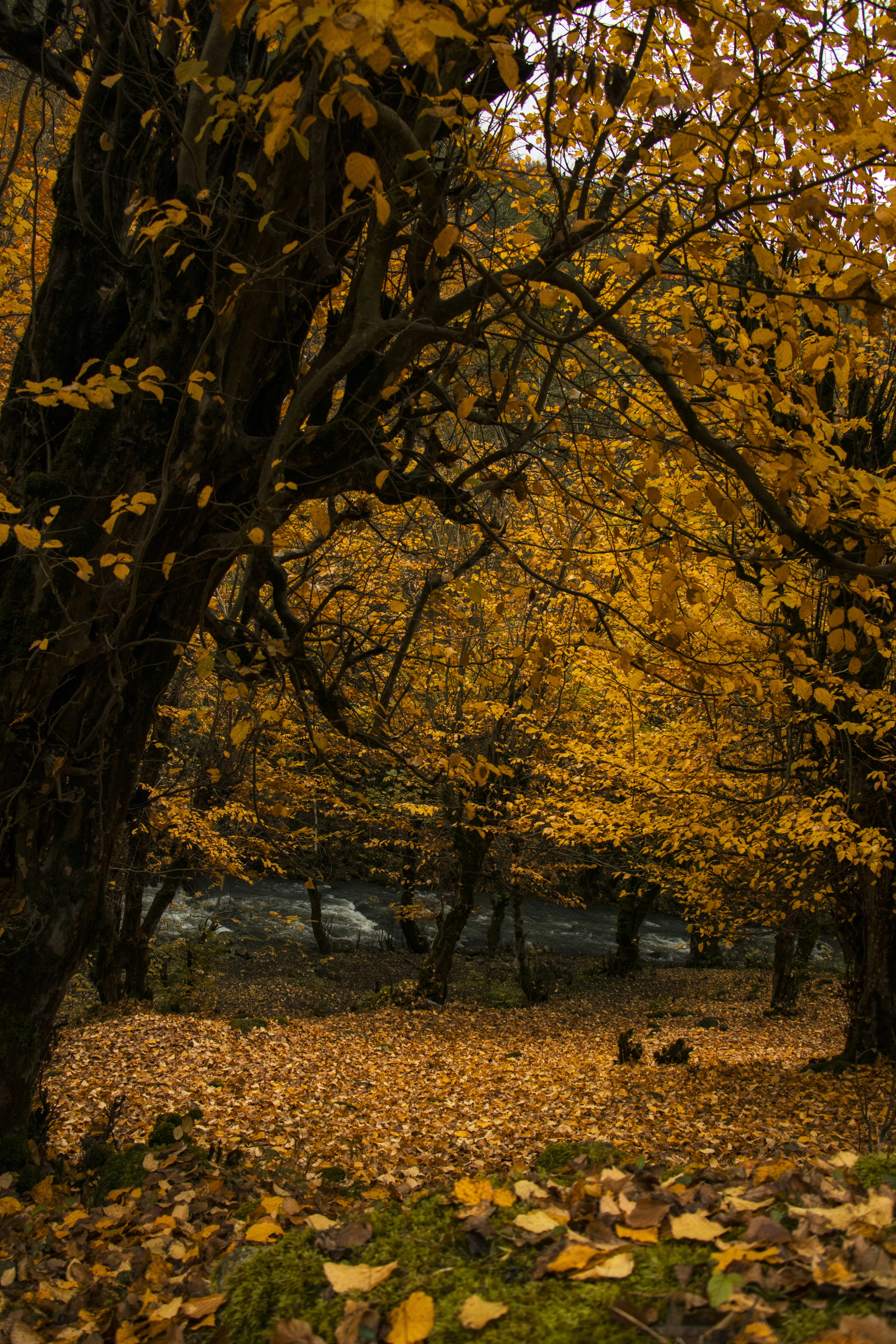 Photo by sshiva
