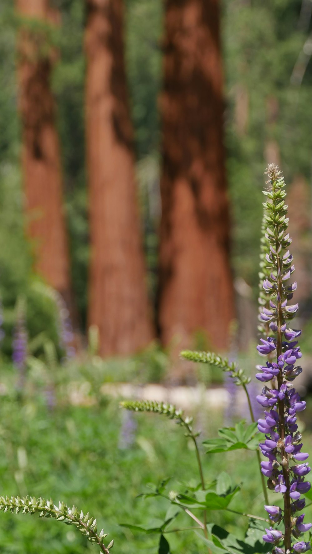 purple flowers in a forest