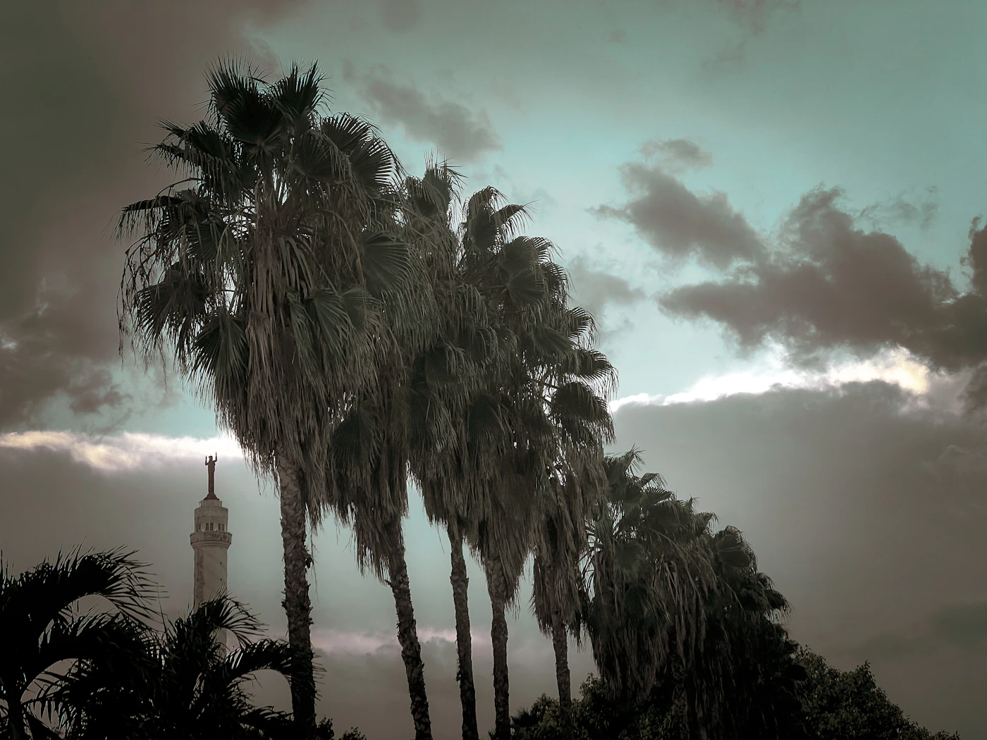Florida skyline behind palm trees before a storm